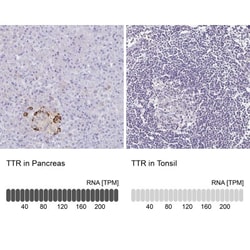 Transthyretin/Prealbumin Antibody, Novus Biologicals 0.1mL; Unlabeled:Antibodies,
